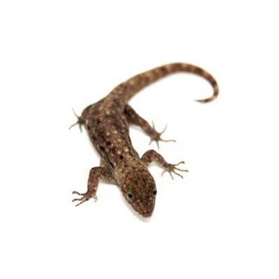 Gonatodes albogularis fuscus - Gecko à tête jaune (COUPLE)