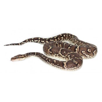 Python anchietae - Python d'Angola