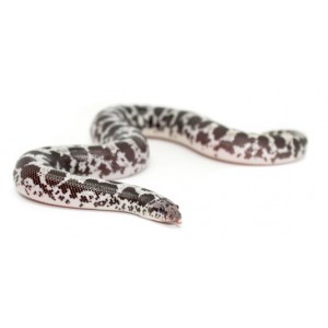 Eryx (Gongylophis) colubrinus loveridgei "Anéry" - Boa des sables du Kenya