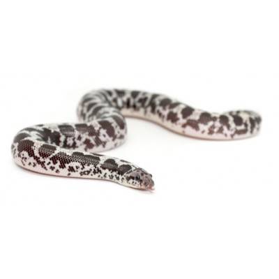 Eryx (Gongylophis) colubrinus loveridgei "Anéry" - Boa des sables du Kenya