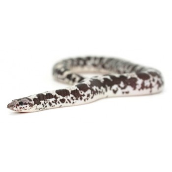 Eryx (Gongylophis) colubrinus loveridgei "Anéry" - Boa des sables du Kenya