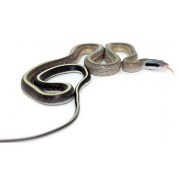 Elaphe taeniura ridleyi - Serpent ratier asiatique