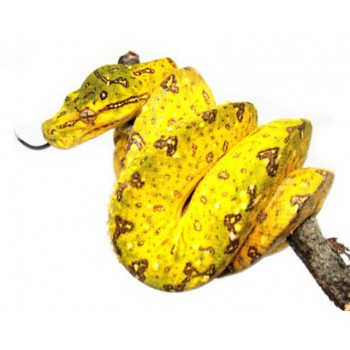 Morelia viridis "Biak" - Python vert