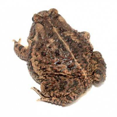 Anaxyrus (Bufo) terrestris - Crapaud du sud-est des Etas-Unis