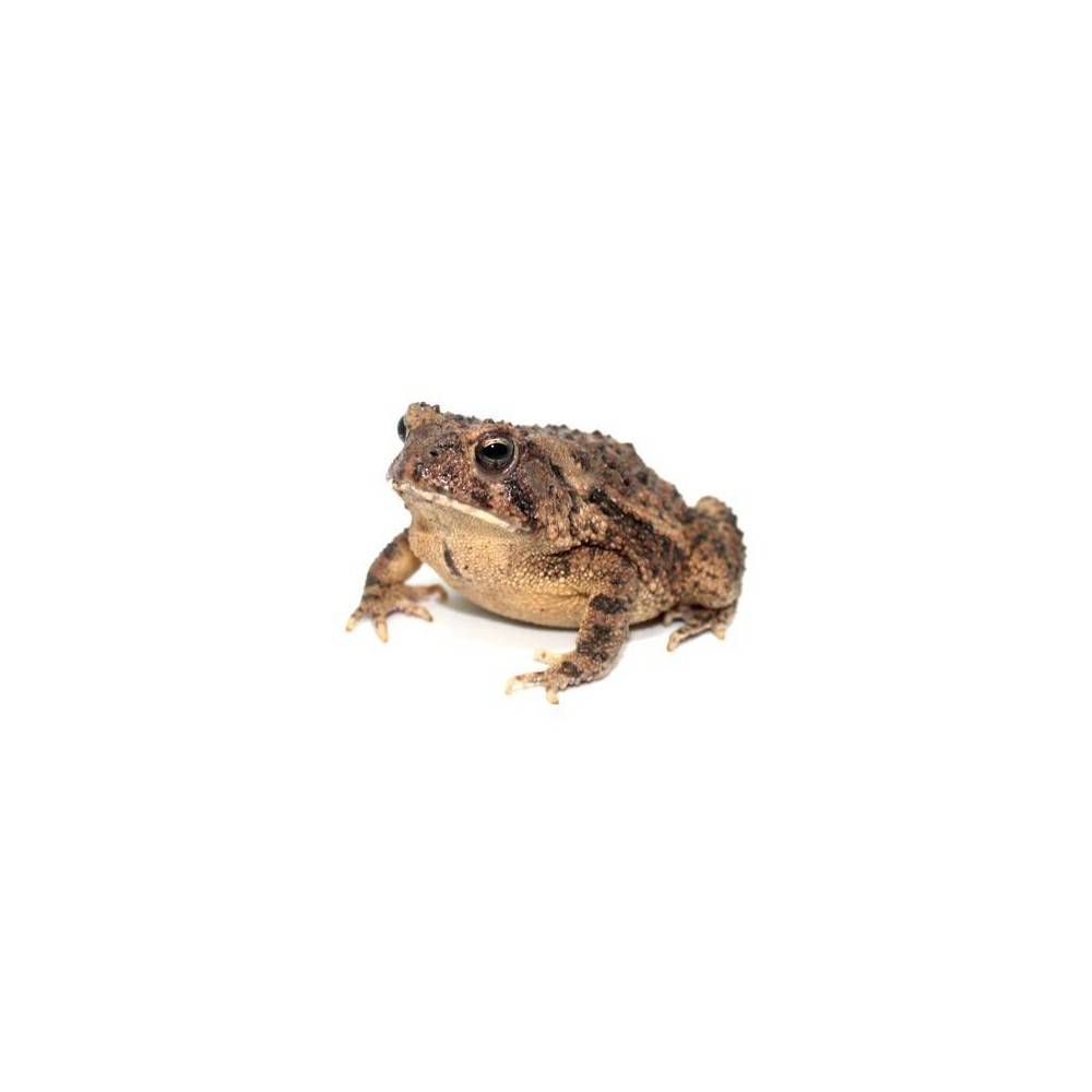 Anaxyrus (Bufo) terrestris - Crapaud du sud-est des Etas-Unis