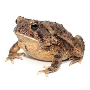 Anaxyrus (Bufo) terrestris - Crapaud du sud-est des Etas-Unis