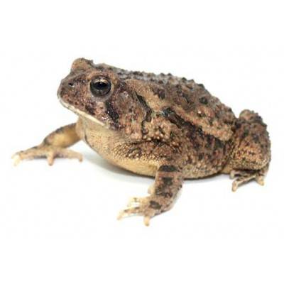 Anaxyrus (Bufo) terrestris - Crapaud du sud-est des Etas-Unis