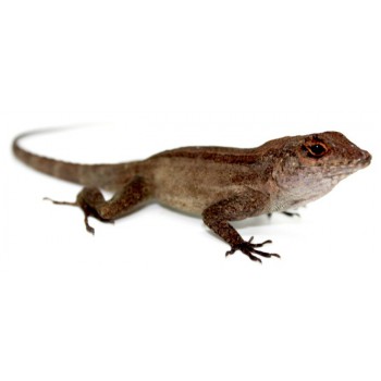 Anolis cristatellus - Anolis à crête