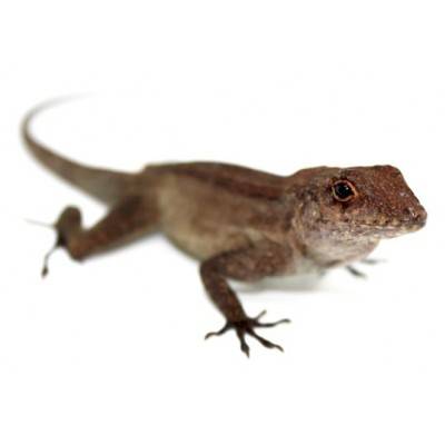 Anolis cristatellus - Anolis à crête