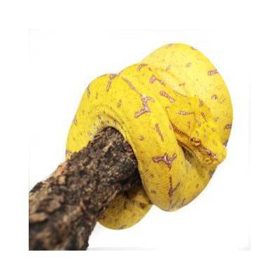 Morelia viridis "Misool" - Python vert