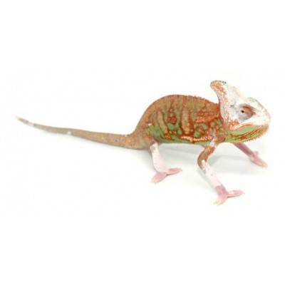 Chamaeleo Calyptratus Cameleon Casque Du Yemen Bebesaurus