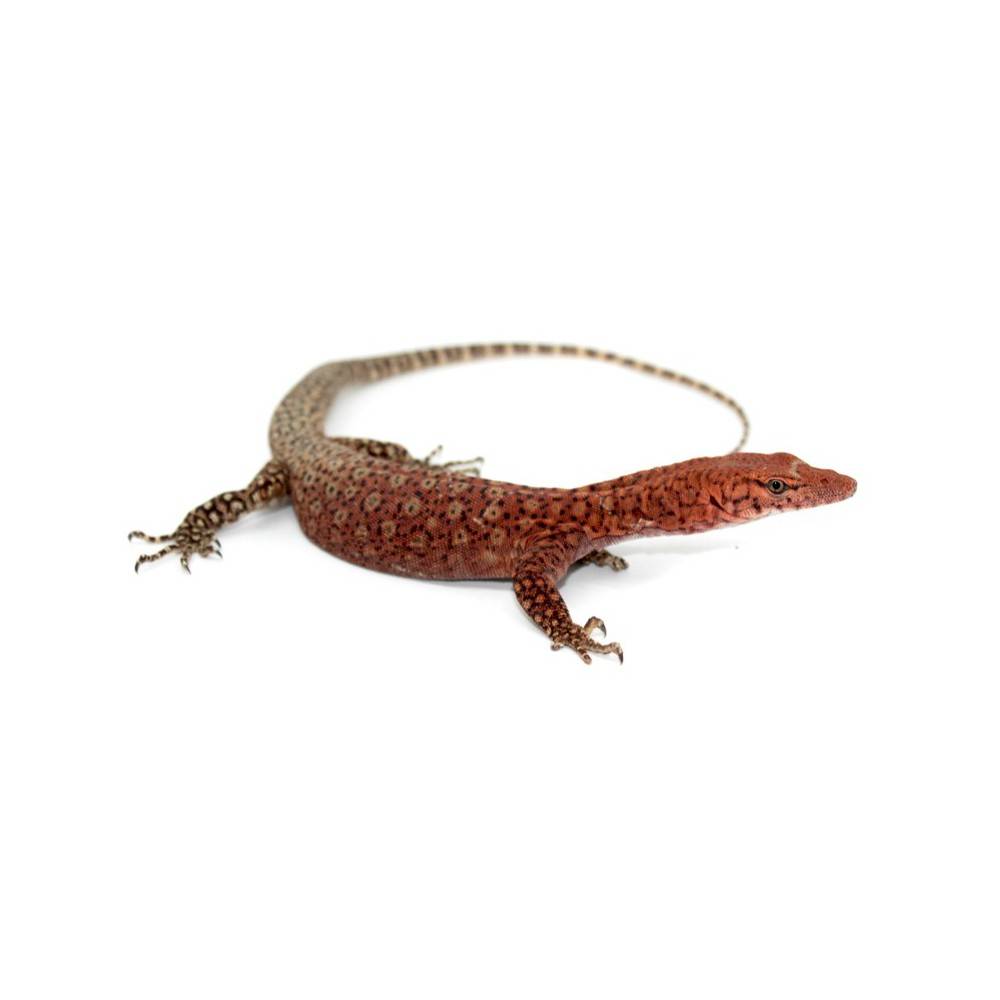 Varanus pilbarensis - Varan de Pilbara Varanus pilbarensis - Varan de Pilbara