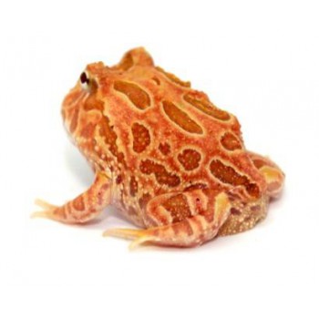 Ceratophrys cranwelli "Strawberry" - Grenouille Pacman