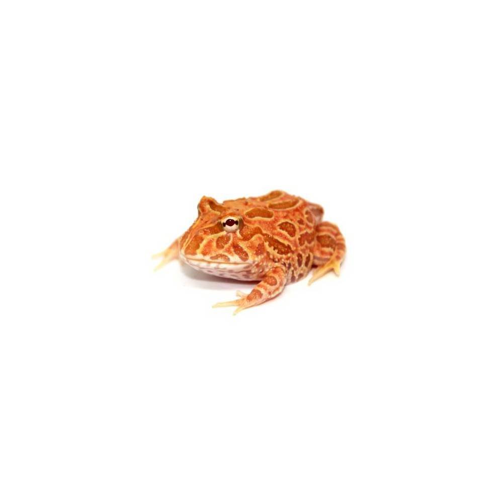 Ceratophrys cranwelli "Strawberry" - Grenouille Pacman Ceratophrys cranwelli "Strawberry" - Grenouille Pacman