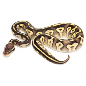 Python regius "Pastave Yellow Belly" - Python royal