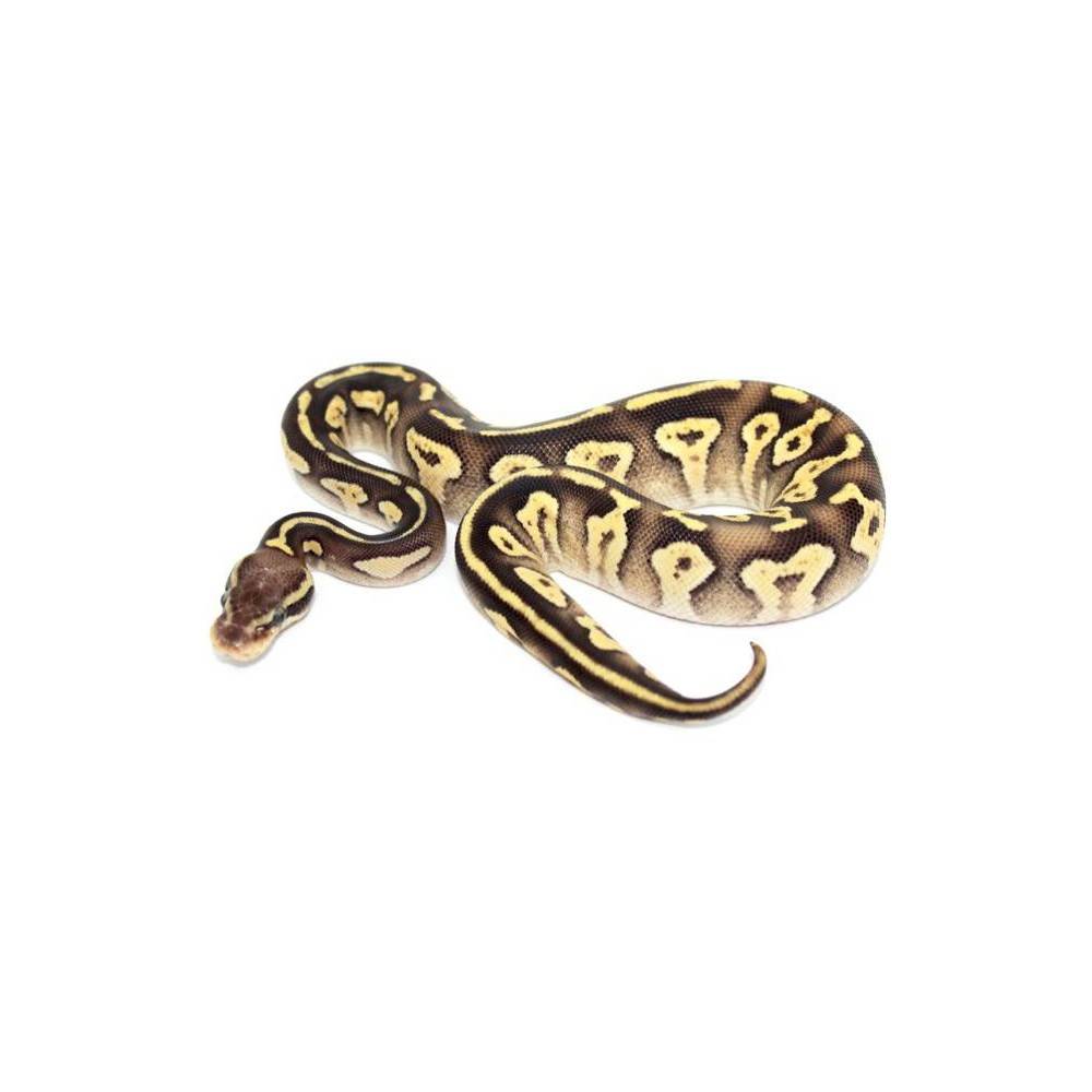 Python regius "Pastave Yellow Belly" - Python royal