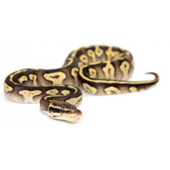 Python regius "Pastave Yellow Belly" - Python royal