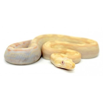 Boa imperator "Albinos Motley" - Boa empereur