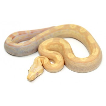 Boa imperator "Albinos Motley" - Boa empereur