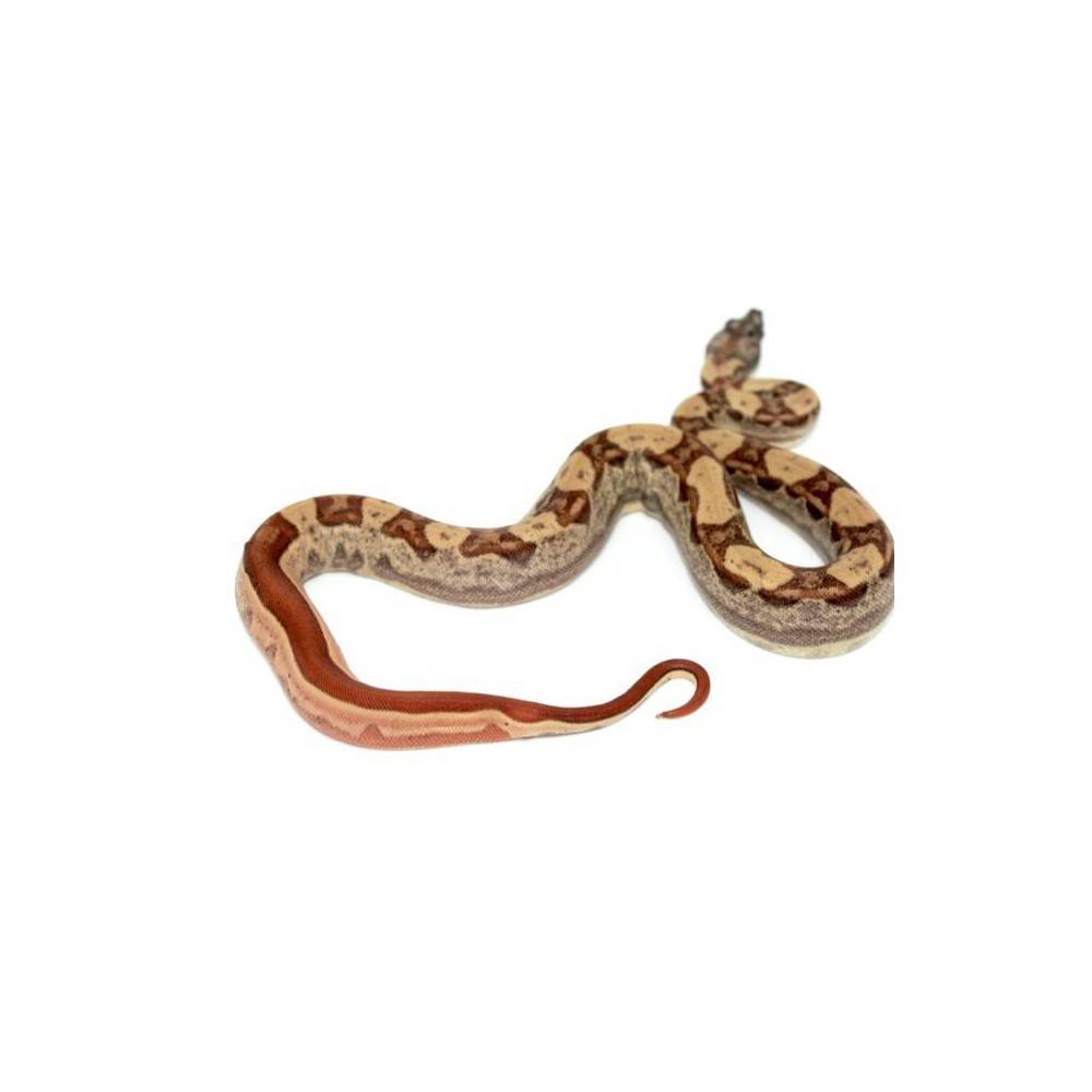 Boa imperator “Hypo Motley” - Boa empereur