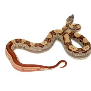 Boa imperator "Hypo Motley" - Boa empereur