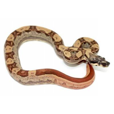 Boa imperator "Hypo Motley" - Boa empereur