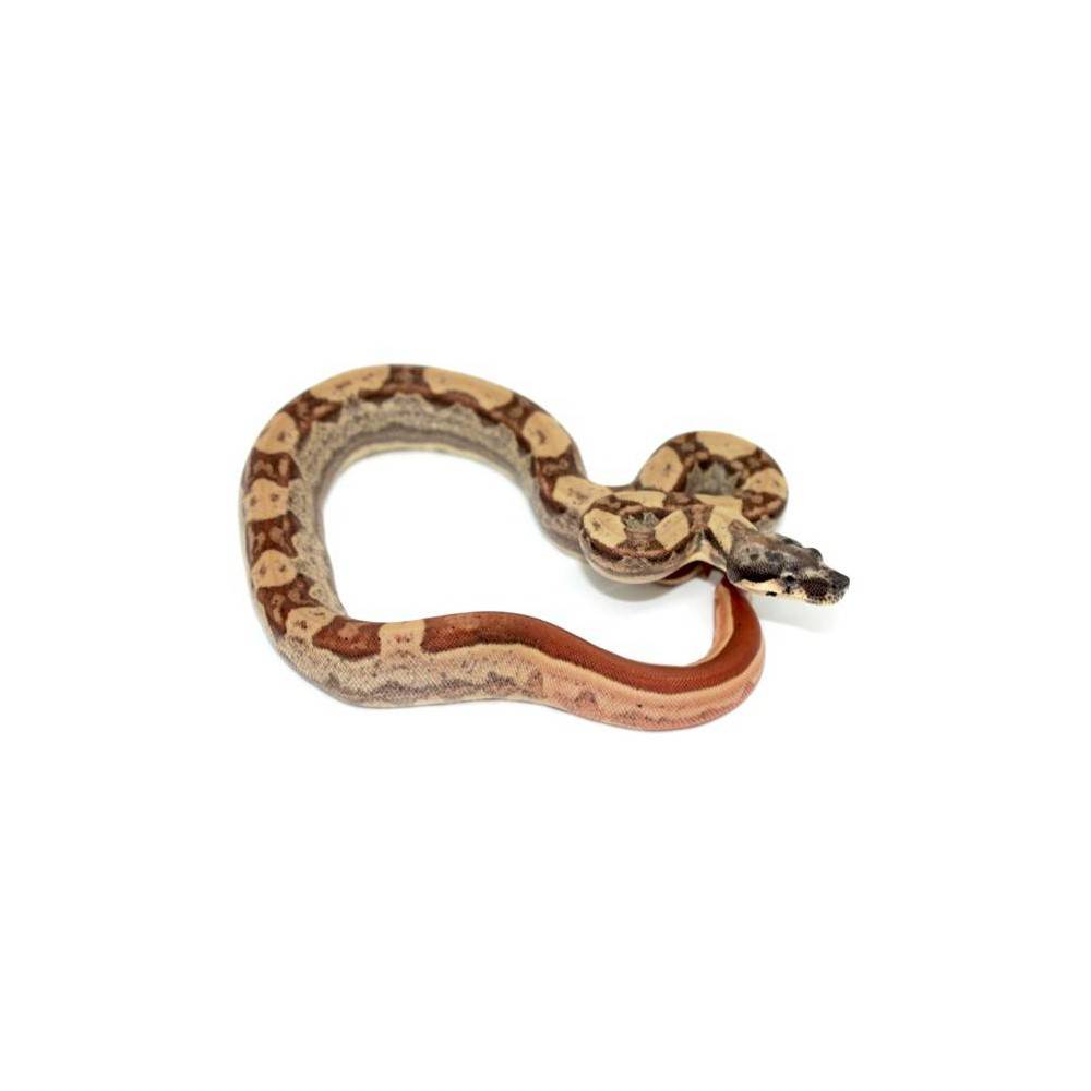 Boa imperator "Hypo Motley" - Boa empereur