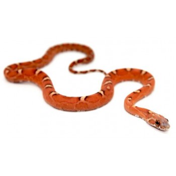 Pantherophis guttatus "Hypo scaleless" - Serpent des blés