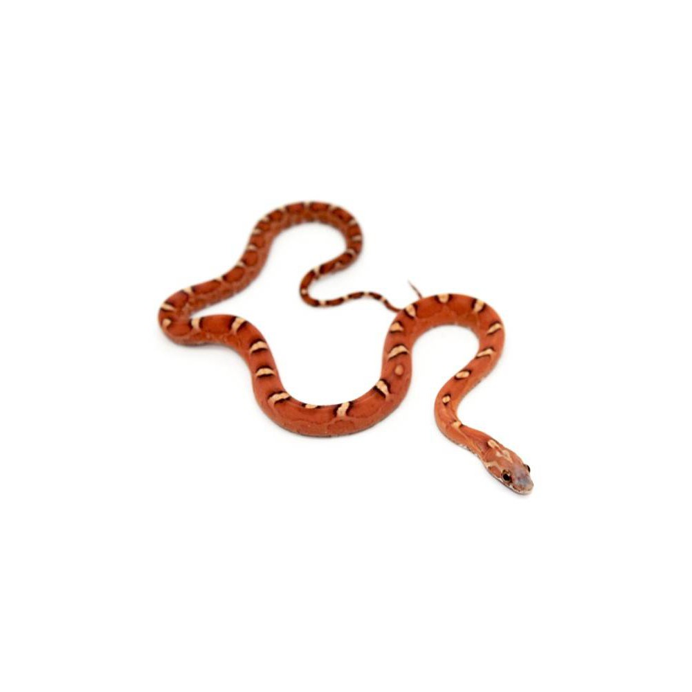 Pantherophis guttatus "Hypo scaleless" - Serpent des blés