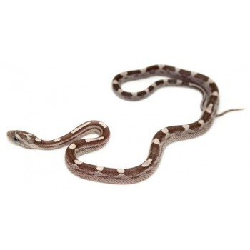 Pantherophis guttatus "Ghost Motley" - Serpent des blés