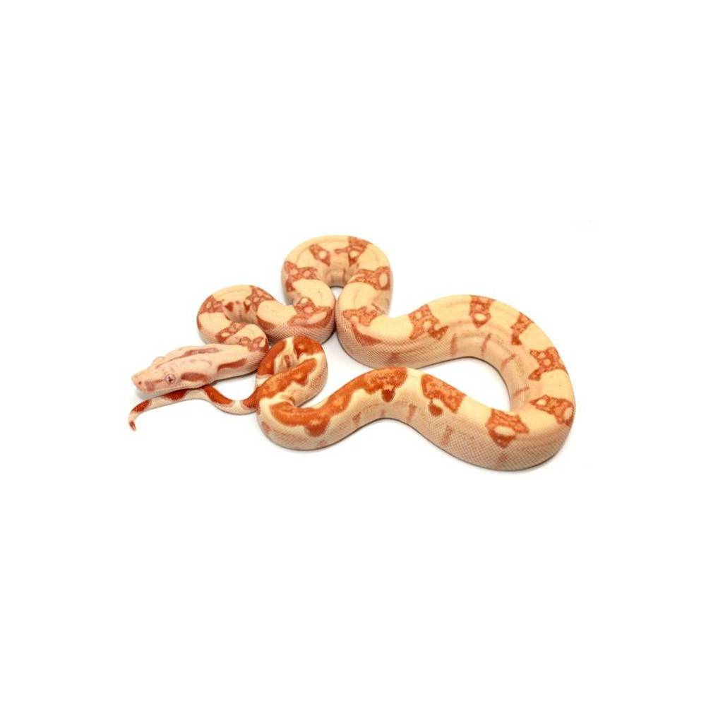 Boa imperator "Sunglow kahl" - Boa empereur