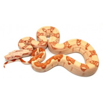 Boa imperator "Sunglow kahl" - Boa empereur