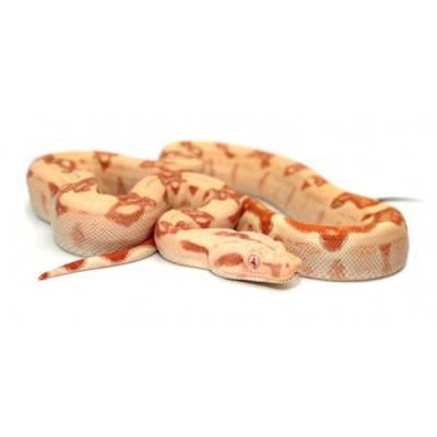 Boa imperator "Sunglow kahl" - Boa empereur