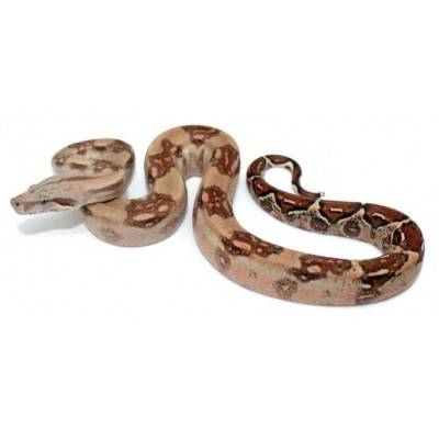 Boa imperator "Hypo" - Boa empereur