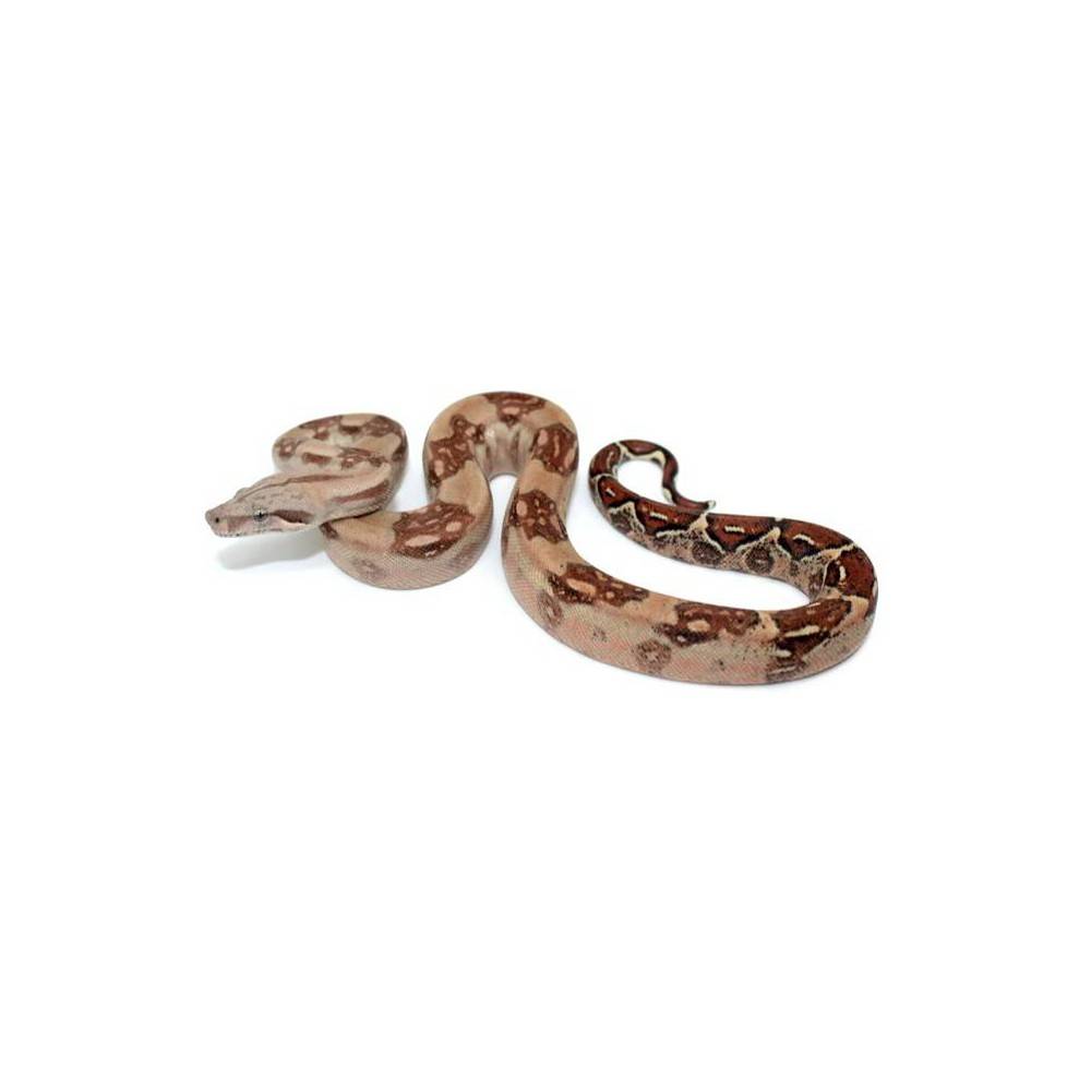 Boa imperator "Hypo" - Boa empereur Boa imperator "Hypo" - Boa empereur