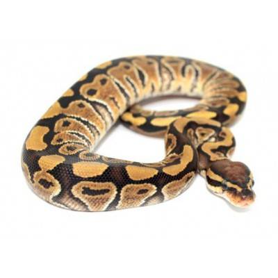 Python regius "Vanilla" - Python regius