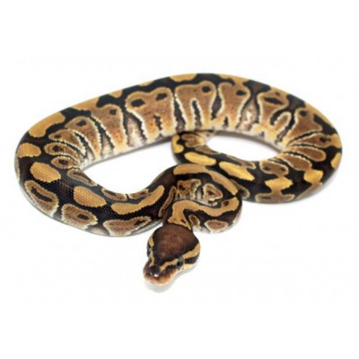 Python regius "Vanilla" - Python regius