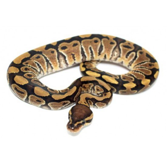 Python regius 