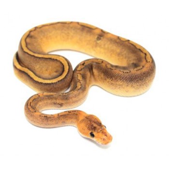 Python regius "Champagne gravel" - Python royal