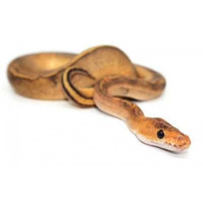 Python regius "Champagne gravel" - Python royal