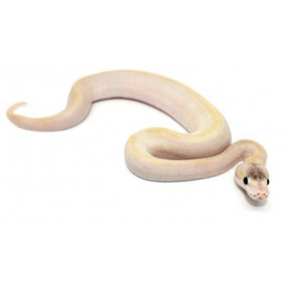 Python regius "Champagne pastel" - Python royal