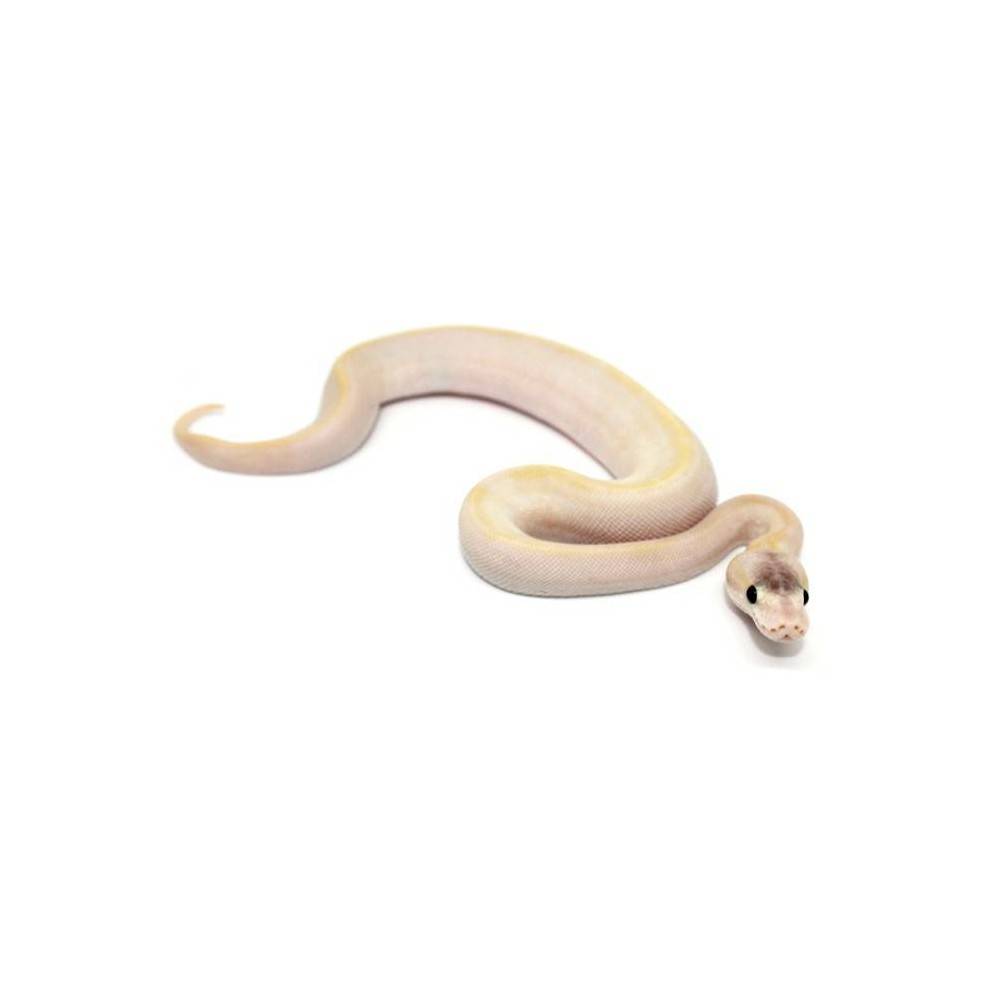 Python regius "Champagne pastel" - Python royal