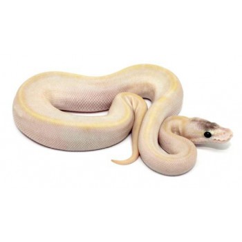 Python regius "Champagne pastel" - Python royal