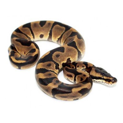 Python regius "Leopard enchi" - Python royal