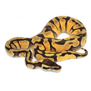 Python regius "Enchi pastel" - Python royal