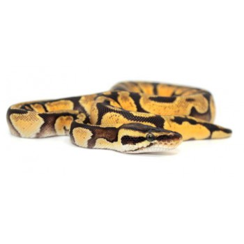 Python regius "Orange dream enchi" - Python royal