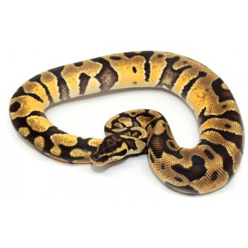 Python regius "Orange dream enchi" - Python royal