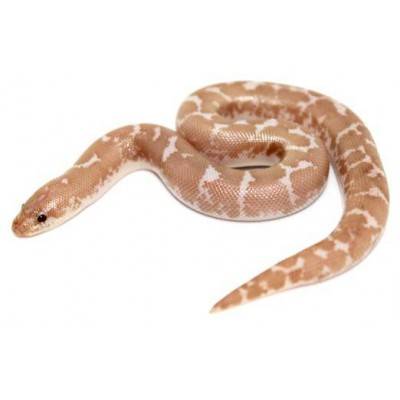 Eryx colubrinus "Snow" - Boa des sables