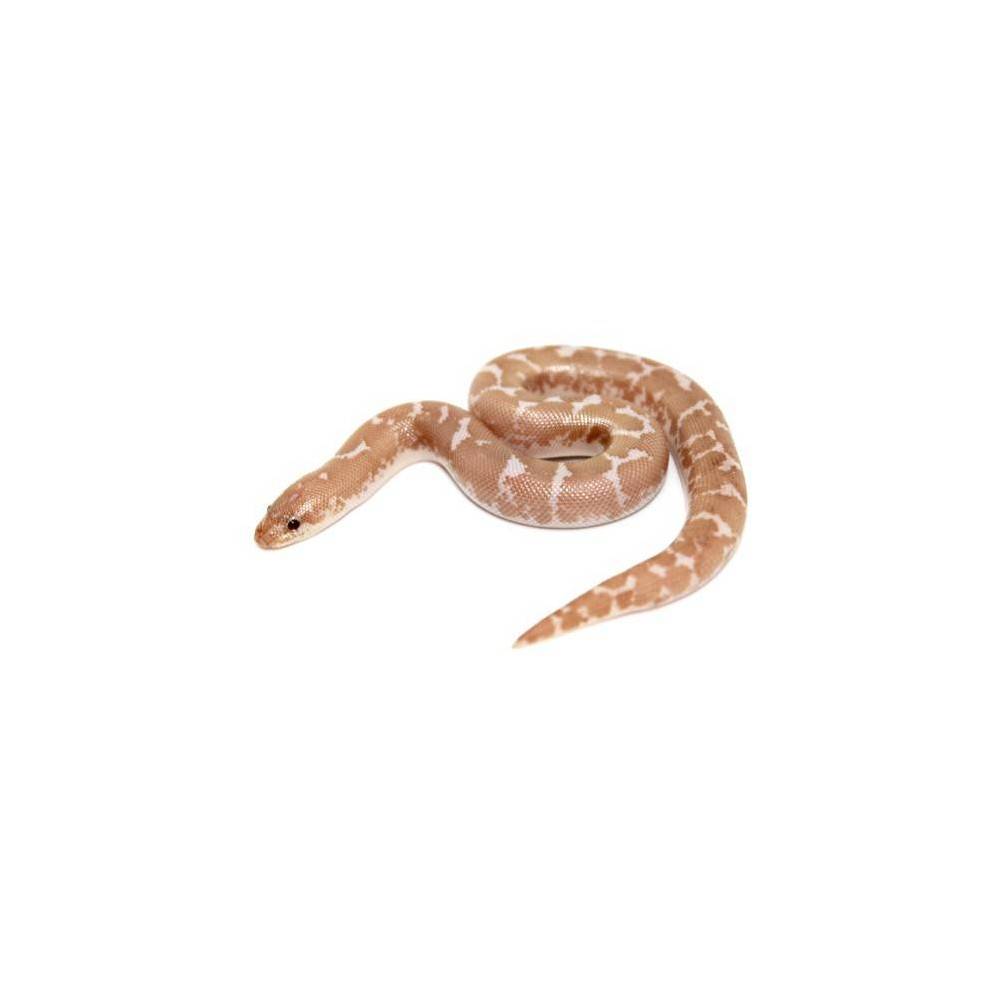 Eryx colubrinus "Snow" - Boa des sables