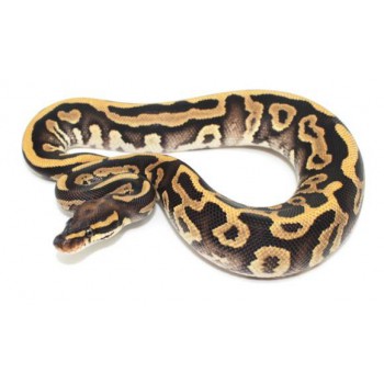 Python regius "Leopard phantom enchi" - Python royal